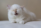 Sacred Birman