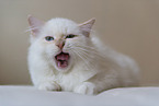 Sacred Birman