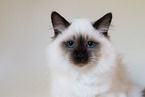 Sacred Birman
