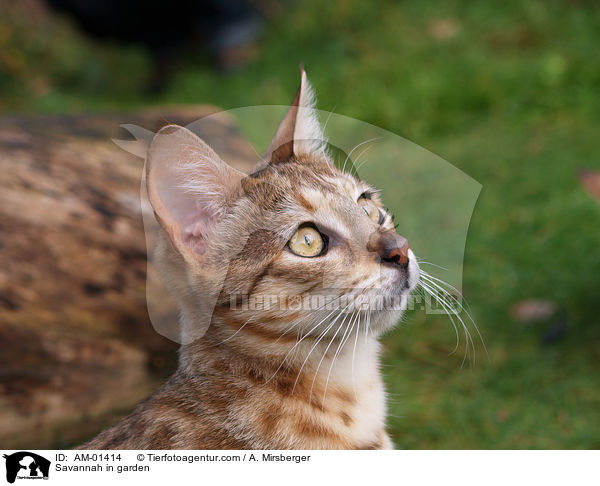 Savannah in garden / AM-01414