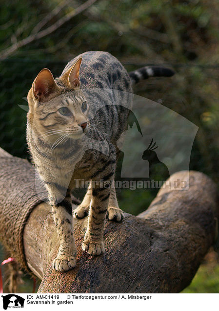 Savannah in garden / AM-01419