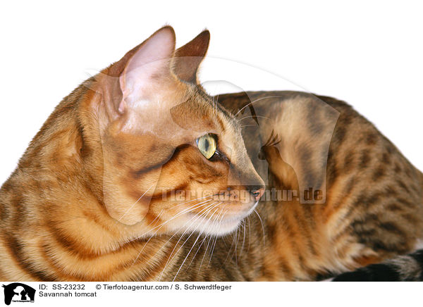 Savannah tomcat / SS-23232