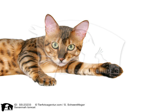 Savannah Kater / Savannah tomcat / SS-23233