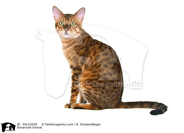 Savannah Kater / Savannah tomcat / SS-23236