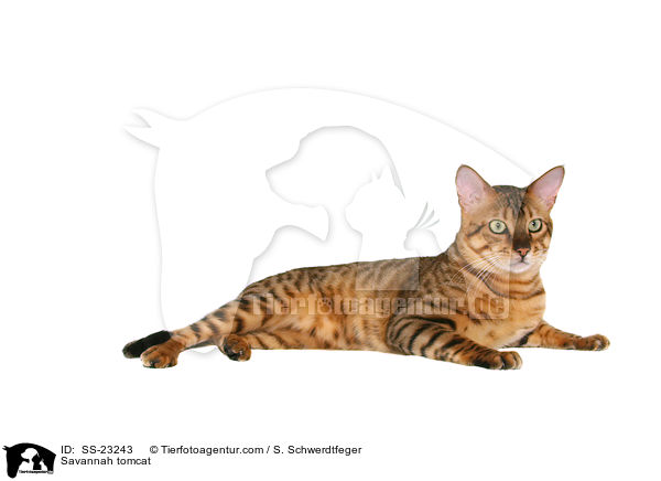 Savannah Kater / Savannah tomcat / SS-23243