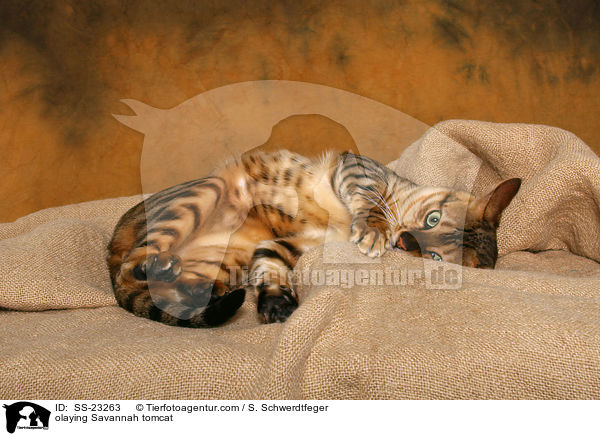 Savannah Kater / Savannah tomcat / SS-23263