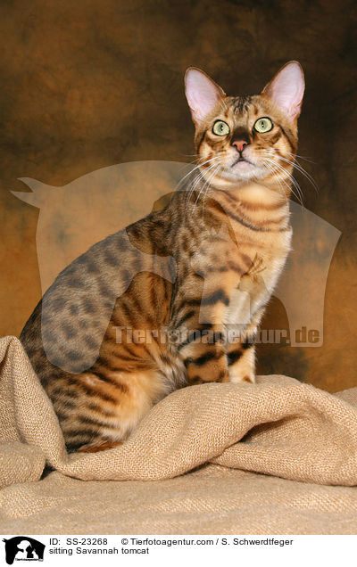 Savannah Kater / Savannah tomcat / SS-23268