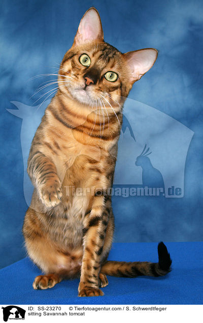 Savannah Kater / Savannah tomcat / SS-23270