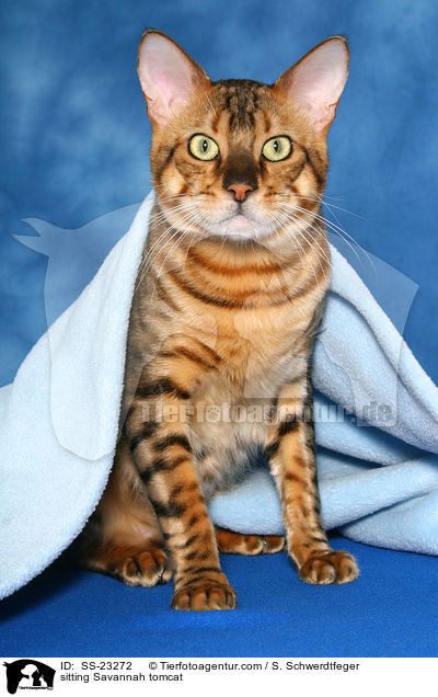 Savannah Kater / Savannah tomcat / SS-23272