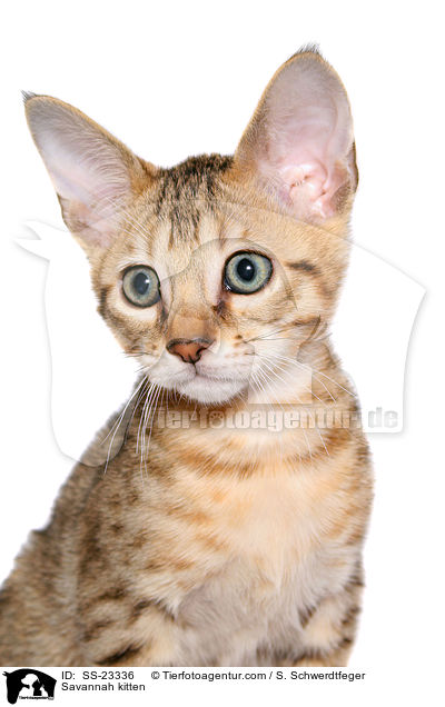 Savannah kitten / SS-23336