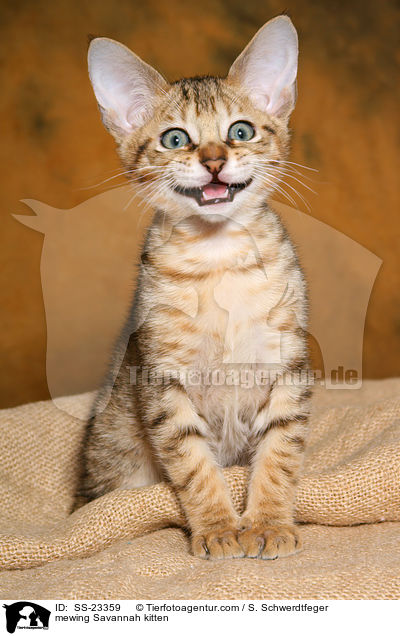 Savannah Ktzchen / Savannah kitten / SS-23359