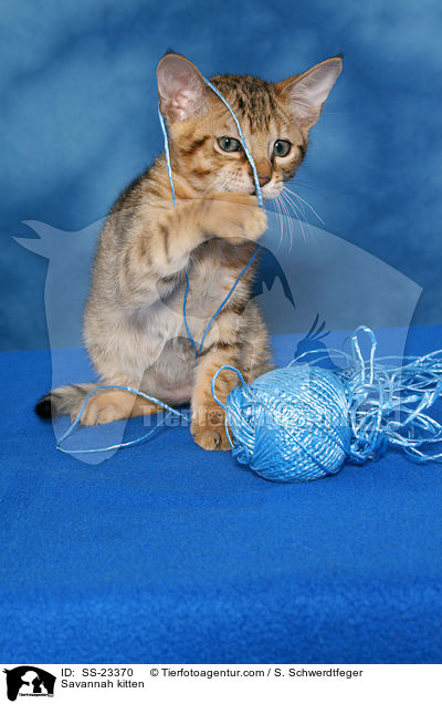 Savannah Ktzchen / Savannah kitten / SS-23370