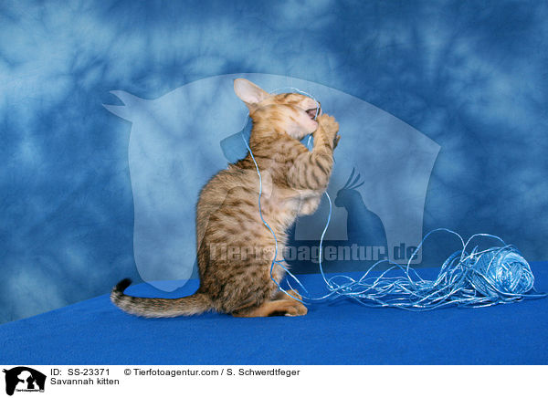 Savannah Ktzchen / Savannah kitten / SS-23371