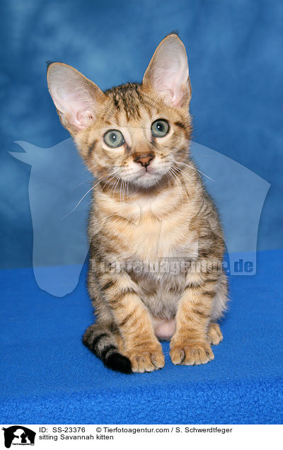 Savannah Ktzchen / Savannah kitten / SS-23376