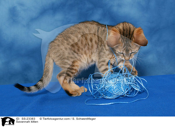 Savannah Ktzchen / Savannah kitten / SS-23383