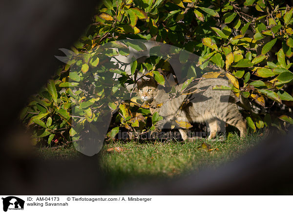 laufende Savannah / walking Savannah / AM-04173