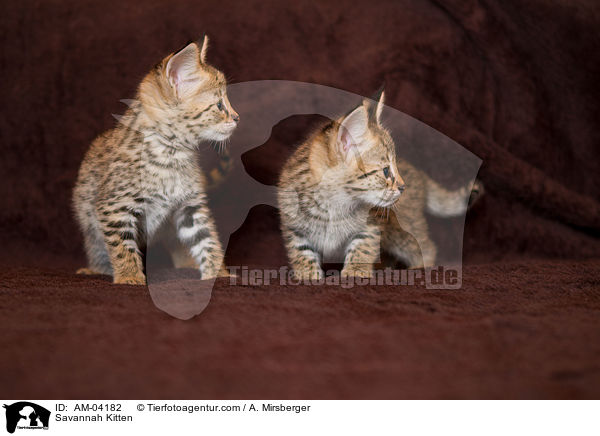 Savannah Ktzchen / Savannah Kitten / AM-04182