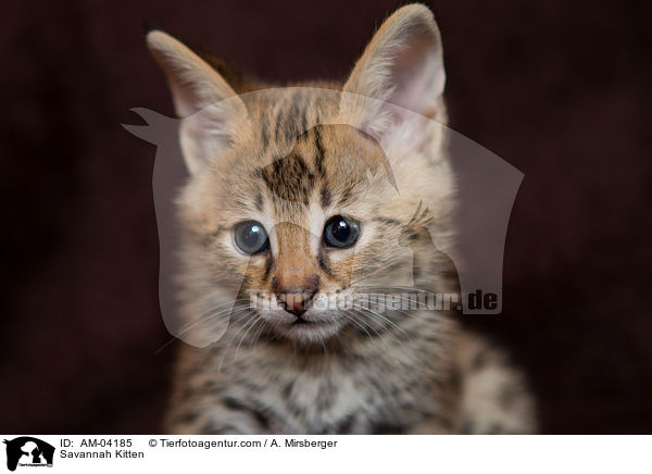Savannah Ktzchen / Savannah Kitten / AM-04185