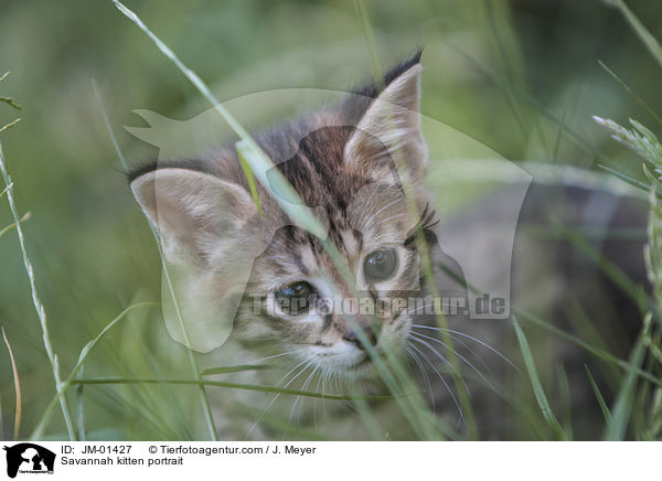 Savannah Ktzchen Portrait / Savannah kitten portrait / JM-01427