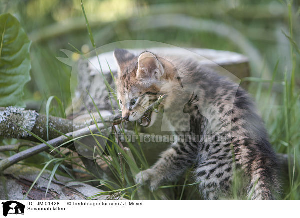 Savannah Ktzchen / Savannah kitten / JM-01428