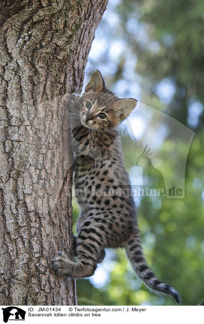 Savannah Ktzchen klettert auf Baum / Savannah kitten climbs on tree / JM-01434
