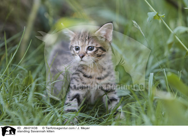 stehendes Savannah Ktzchen / standing Savannah kitten / JM-01438