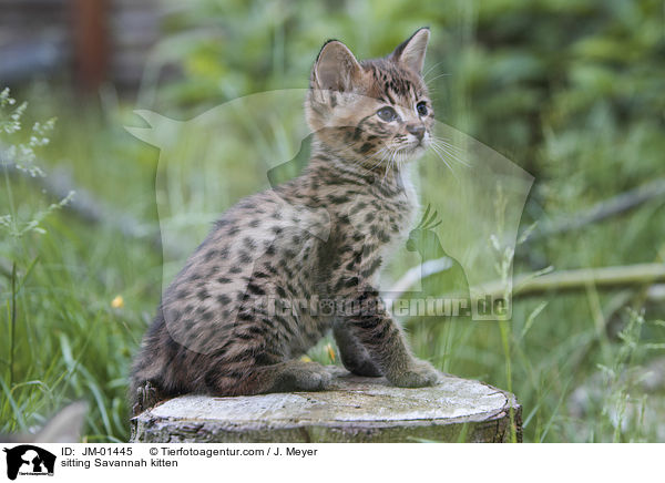 sitzendes Savannah Ktzchen / sitting Savannah kitten / JM-01445