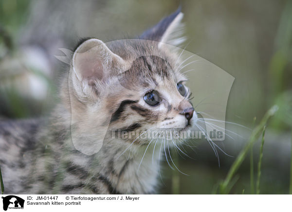 Savannah Ktzchen Portrait / Savannah kitten portrait / JM-01447