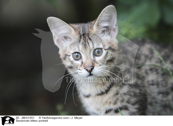 Savannah Ktzchen Portrait / Savannah kitten portrait / JM-01451