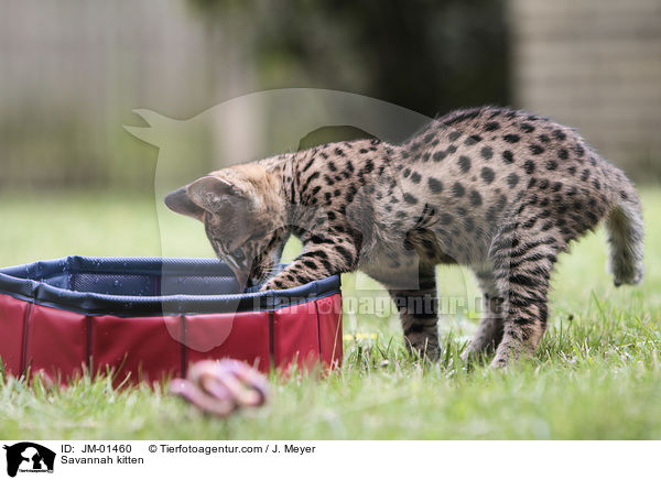 Savannah kitten / JM-01460