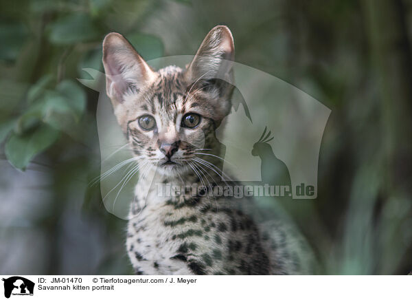 Savannah Ktzchen Portrait / Savannah kitten portrait / JM-01470