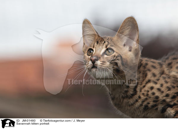Savannah Ktzchen Portrait / Savannah kitten portrait / JM-01480