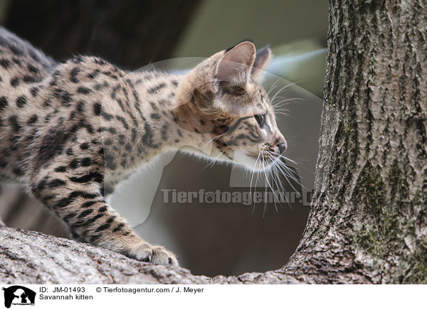 Savannah Ktzchen / Savannah kitten / JM-01493