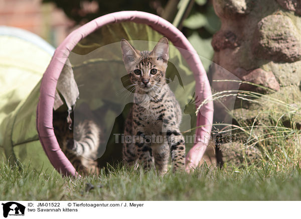 two Savannah kittens / JM-01522