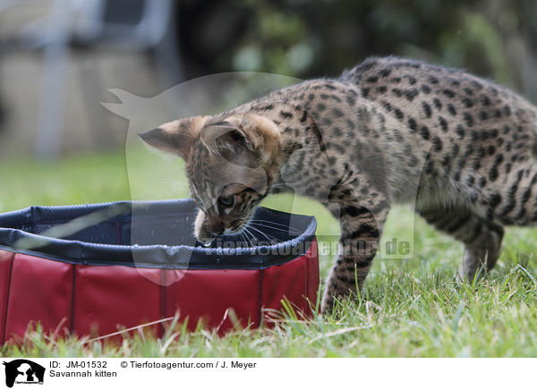 Savannah Ktzchen / Savannah kitten / JM-01532