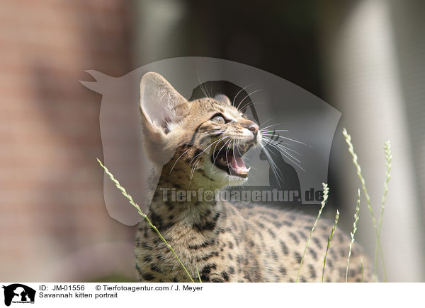 Savannah Ktzchen Portrait / Savannah kitten portrait / JM-01556