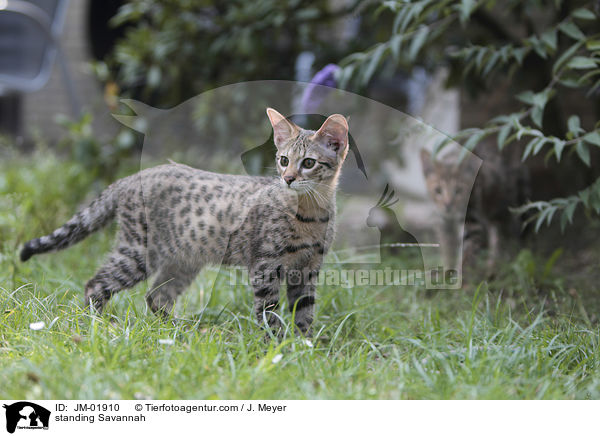 stehende Savannah / standing Savannah / JM-01910