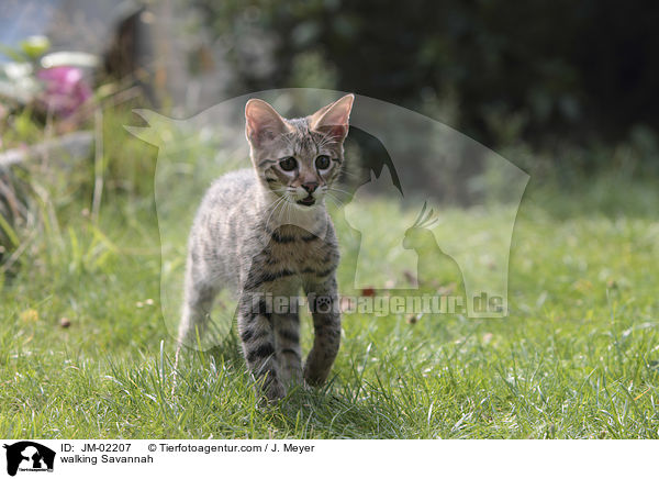 laufende Savannah / walking Savannah / JM-02207