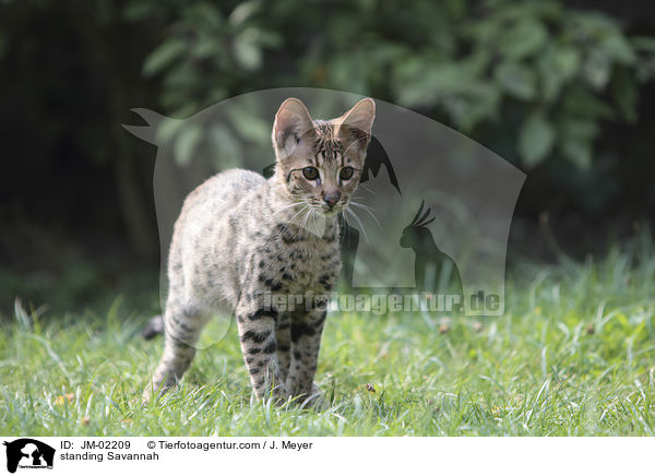stehende Savannah / standing Savannah / JM-02209
