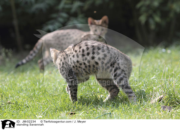 stehende Savannah / standing Savannah / JM-02234