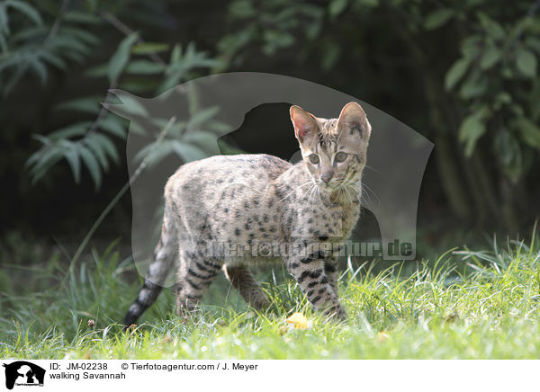laufende Savannah / walking Savannah / JM-02238