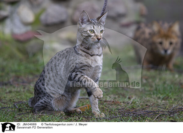 Savannah F2 Generation / JM-04689
