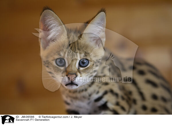 Savannah F1 Generation / Savannah F1 Generation / JM-06586