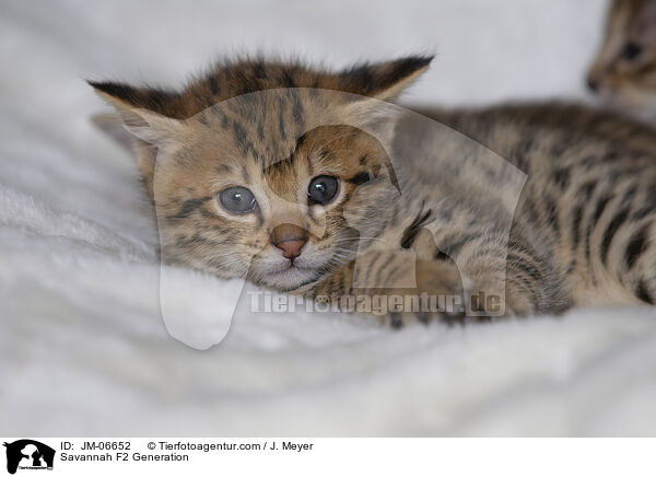 Savannah F2 Generation / Savannah F2 Generation / JM-06652