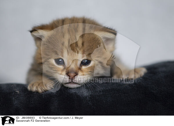 Savannah F2 Generation / Savannah F2 Generation / JM-06693