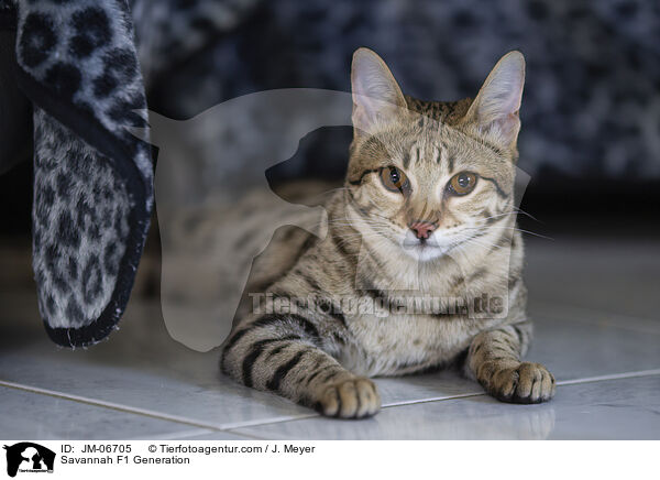 Savannah F1 Generation / Savannah F1 Generation / JM-06705