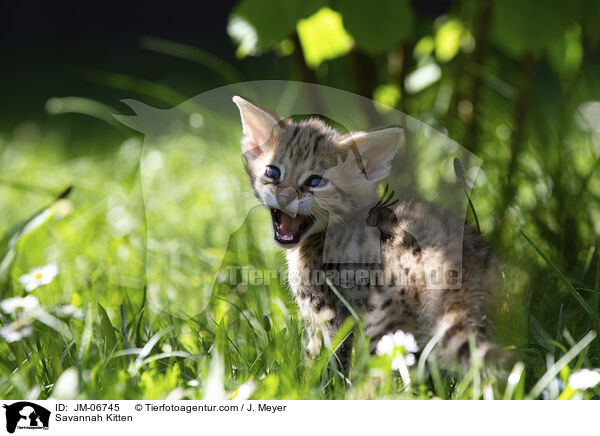 Savannah Ktzchen / Savannah Kitten / JM-06745