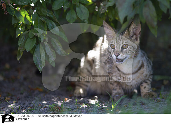 Savannah / Savannah / JM-06789