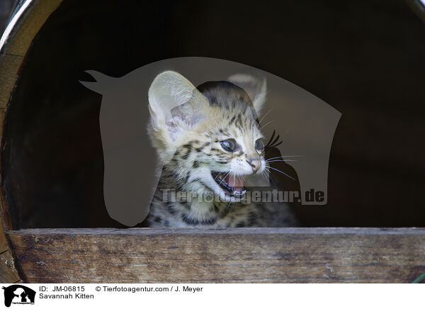 Savannah Ktzchen / Savannah Kitten / JM-06815