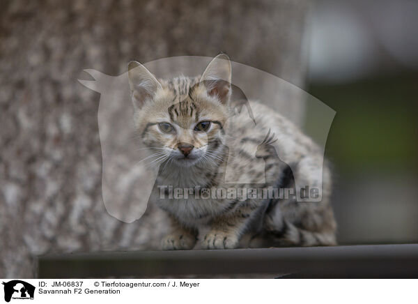 Savannah F2 Generation / Savannah F2 Generation / JM-06837